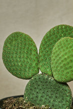 Load image into Gallery viewer, Opuntia microdasys &quot;Inermis&quot;
