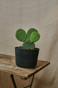 Opuntia microdasys "Inermis"
