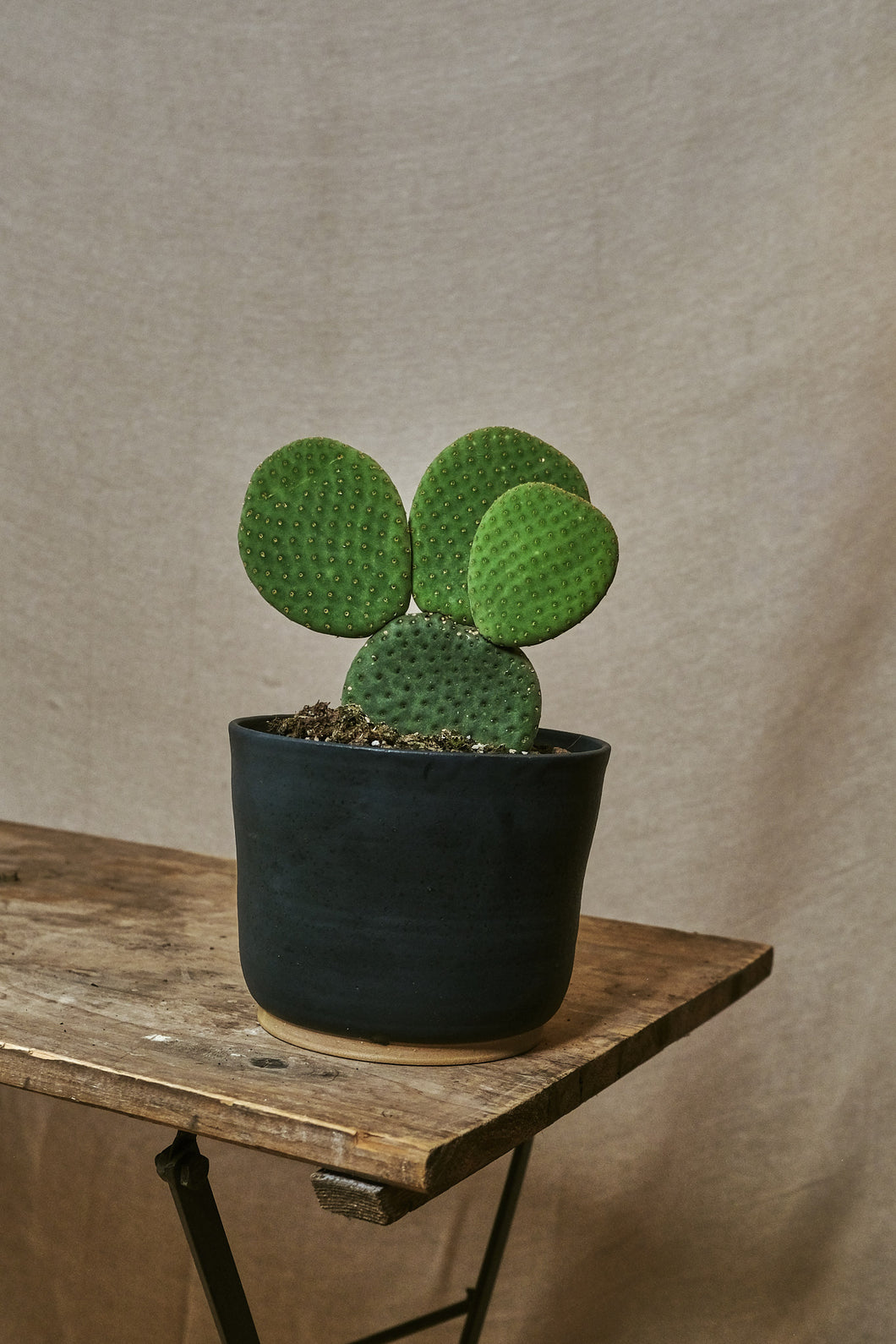 Opuntia microdasys 