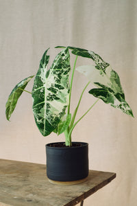 Alocasia micholitziana 'Frydek Variegata'