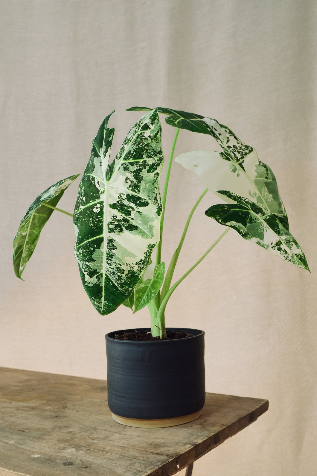 Alocasia micholitziana 'Frydek Variegata'