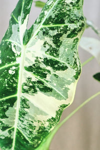 Alocasia micholitziana 'Frydek Variegata'