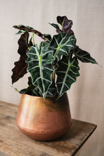 Load image into Gallery viewer, Alocasia amazonica 'Polly'
