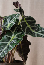 Load image into Gallery viewer, Alocasia amazonica 'Polly'
