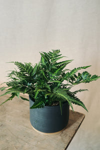 Arachniodes aristata 'Variegata'