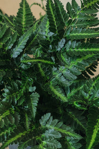 Arachniodes aristata 'Variegata'