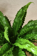 Load image into Gallery viewer, Asplenium osaka &quot;Crispy Wave&quot;
