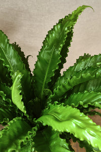 Asplenium osaka "Crispy Wave"
