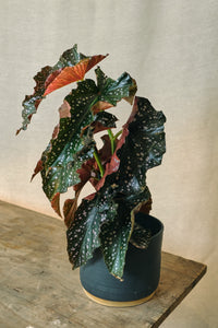 Begonia 'Cracklin Rosie'