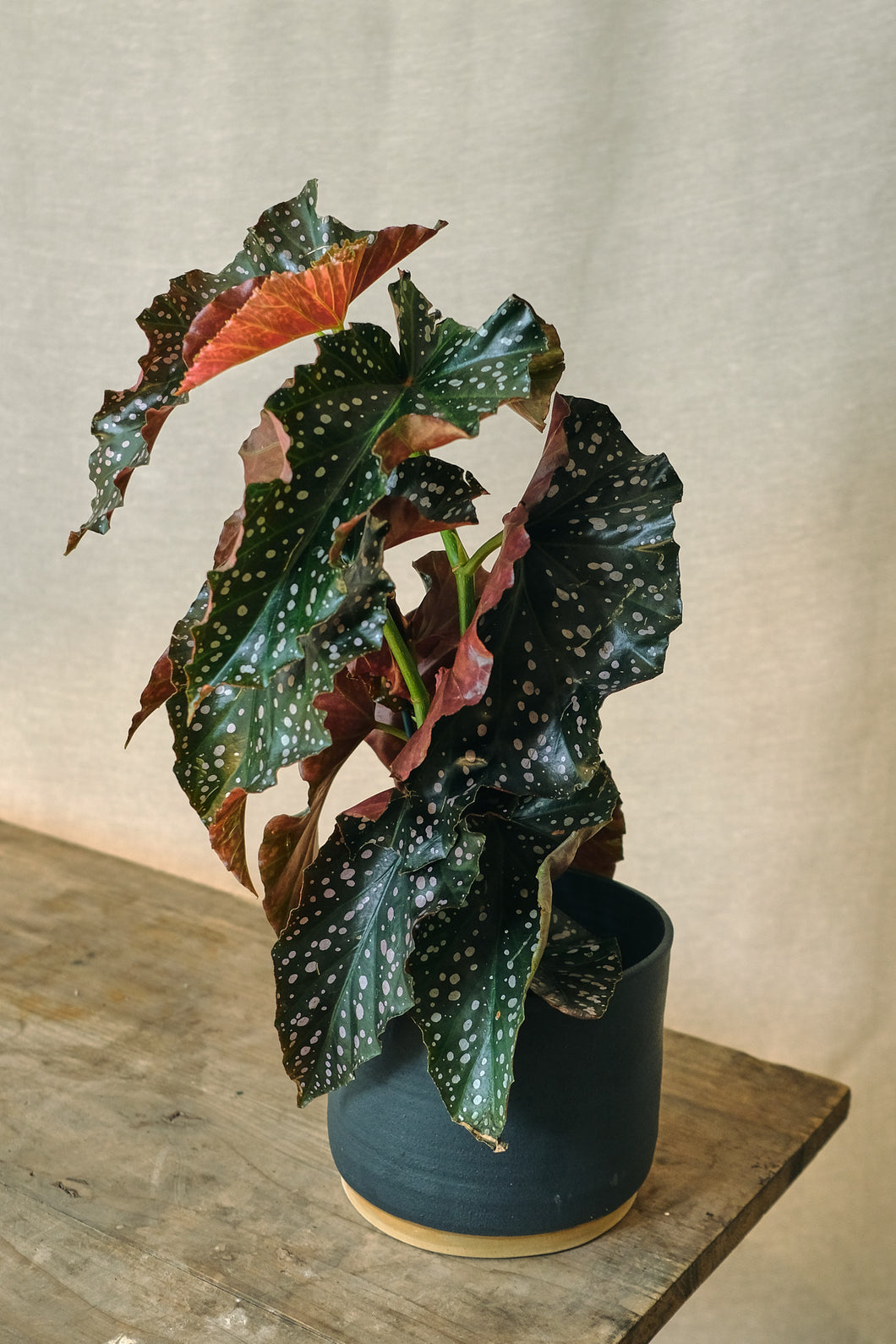 Begonia 'Cracklin Rosie'