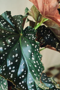 Begonia 'Cracklin Rosie'