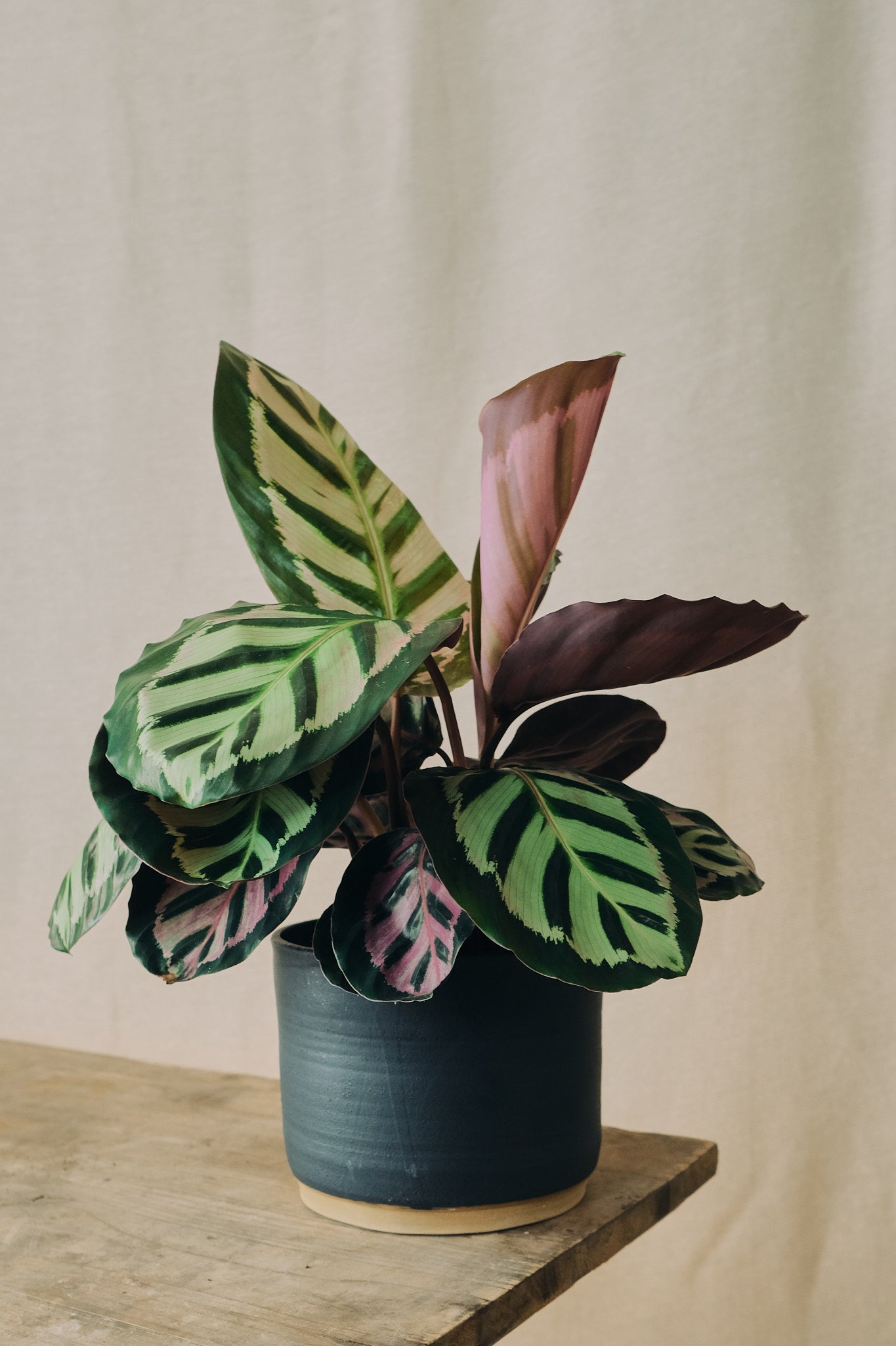 calathea roseopicta cora Calathea roseopicta 'Cora' – Forest