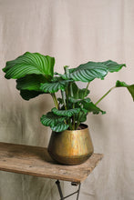 Load image into Gallery viewer, Calathea Orbifolia
