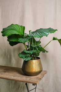 Calathea Orbifolia