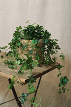 Load image into Gallery viewer, Cissus striata
