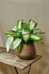 Dieffenbachia "Camille"