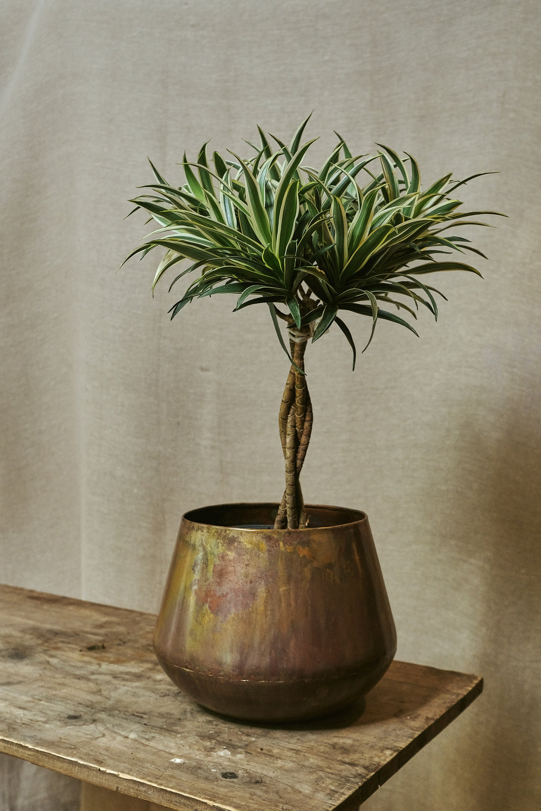 Dracaena Reflexa