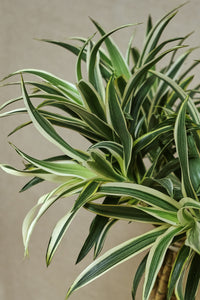 Dracaena Reflexa