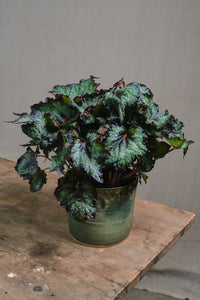 Begonia rex "Green Valley"