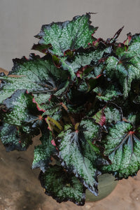 Begonia rex "Green Valley"