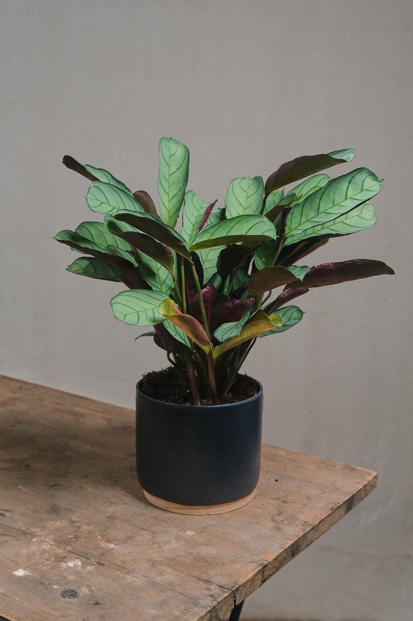 Ctenanthe burle-marxii 'Amagris' – Forest