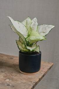 Aglaonema "White Joy"