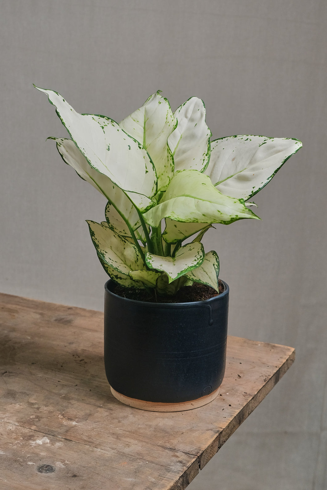 Aglaonema 