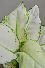 Load image into Gallery viewer, Aglaonema &quot;White Joy&quot;
