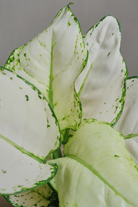 Aglaonema "White Joy"