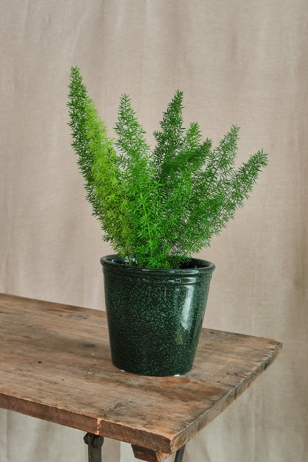 Asparagus densiflorus 'Myers'