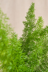 Asparagus densiflorus 'Myers'