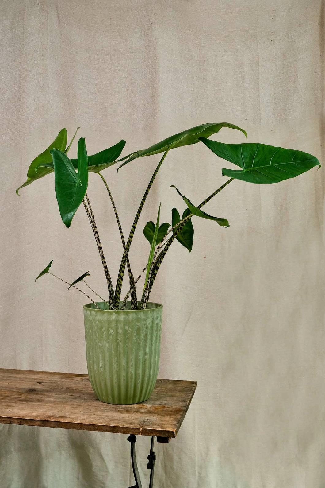 Alocasia Zebrina