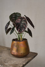 Load image into Gallery viewer, Alocasia cuprea &quot;Red Secret&quot;
