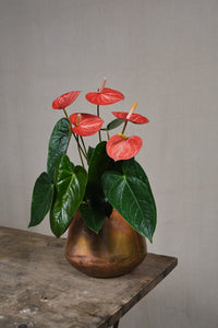 Anthurium Livium Orange