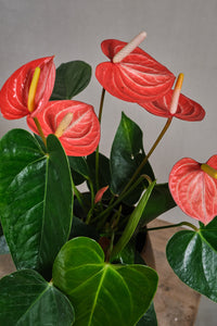 Anthurium Livium Orange