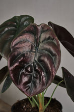 Load image into Gallery viewer, Alocasia cuprea &quot;Red Secret&quot;
