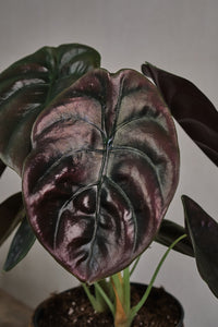 Alocasia cuprea "Red Secret"