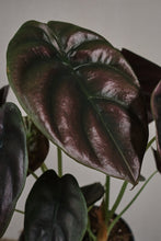Load image into Gallery viewer, Alocasia cuprea &quot;Red Secret&quot;
