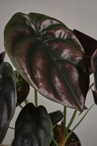 Alocasia cuprea "Red Secret"