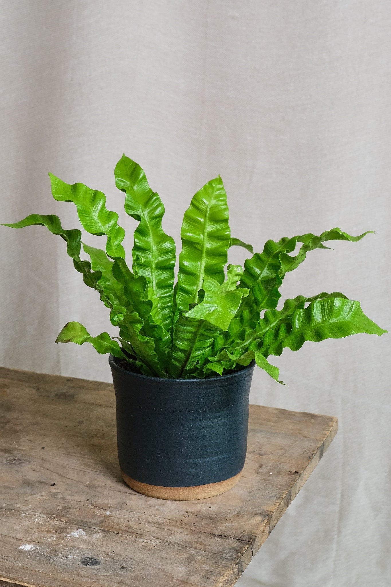 birds nest crispy wave fern Asplenium nidus 'Crispy Wave' – Forest