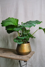 Load image into Gallery viewer, Calathea Orbifolia
