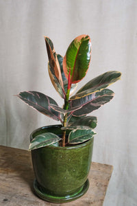 Ficus Elastica 'Belize'