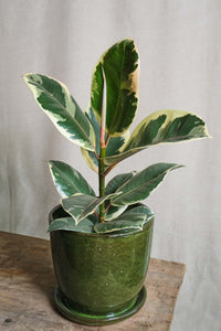 Ficus Elastica 'Tineke'
