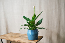 Load image into Gallery viewer, Blue Confit Pot - Dia: 17.5cm
