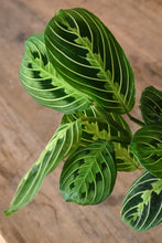 Load image into Gallery viewer, Maranta leuconeura &#39;Lemon Lime&#39;
