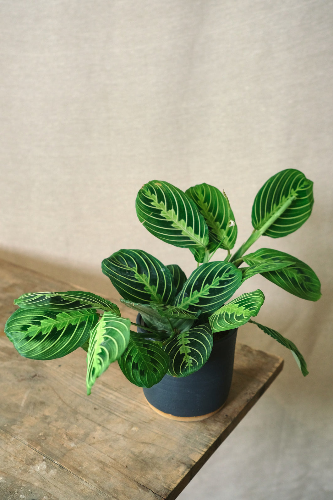Maranta leuconeura 'Lemon Lime'