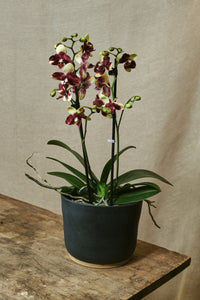 Phalaenopsis 51
