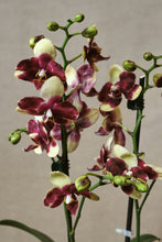 Load image into Gallery viewer, Phalaenopsis 51
