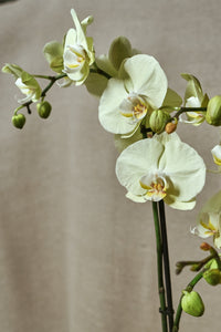 Phalaenopsis "Golden Coin"
