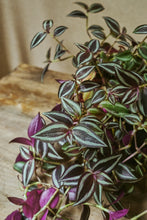 Load image into Gallery viewer, Tradescantia Zebrina
